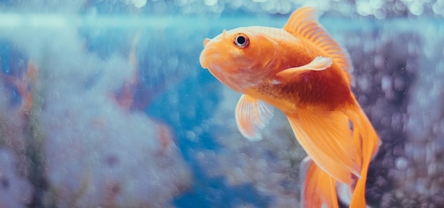 A goldfish with a 3 second memory